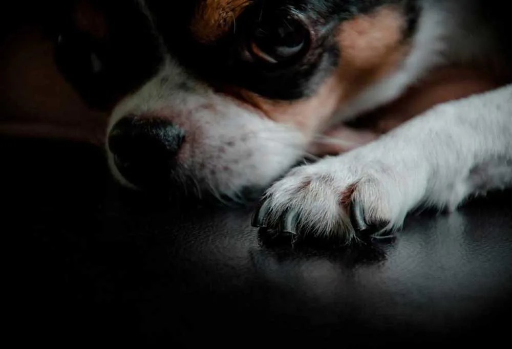 Why Do Dog Nails Turn White