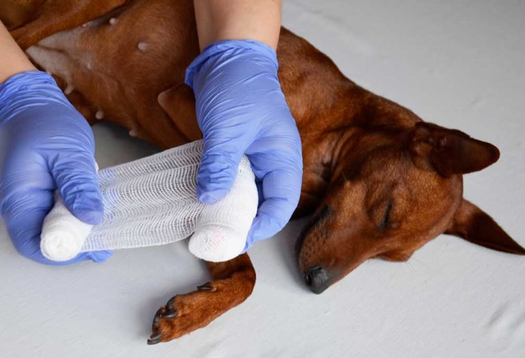 What You Need to Know About Dog Toenail Removal