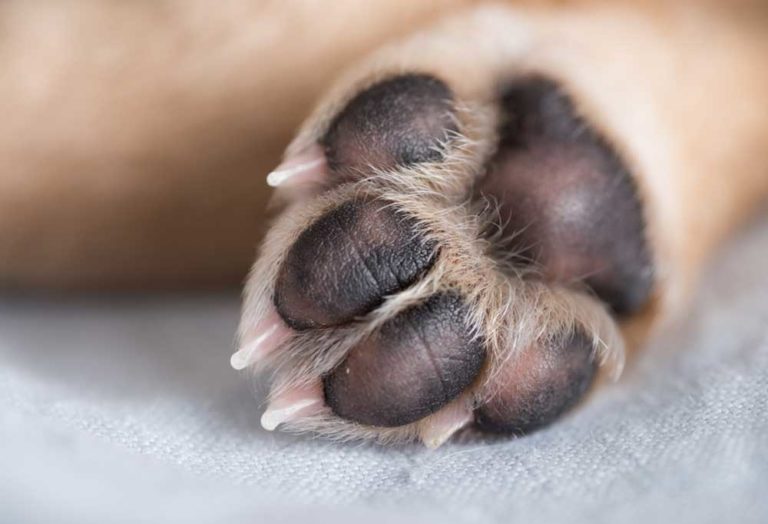 What You Need to Know About Dog Toenail Removal