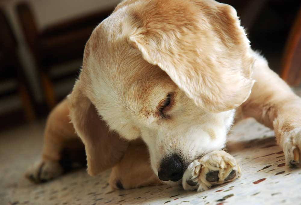 Help! My Dog Has a Swollen Nail Bed