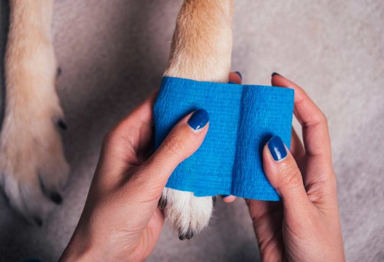 What You Need to Know About Dog Toenail Removal