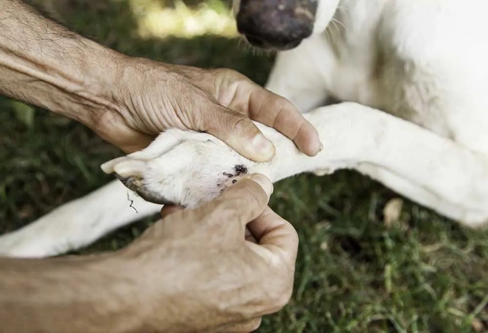 How Do I Treat My Dog's Infected Paw?