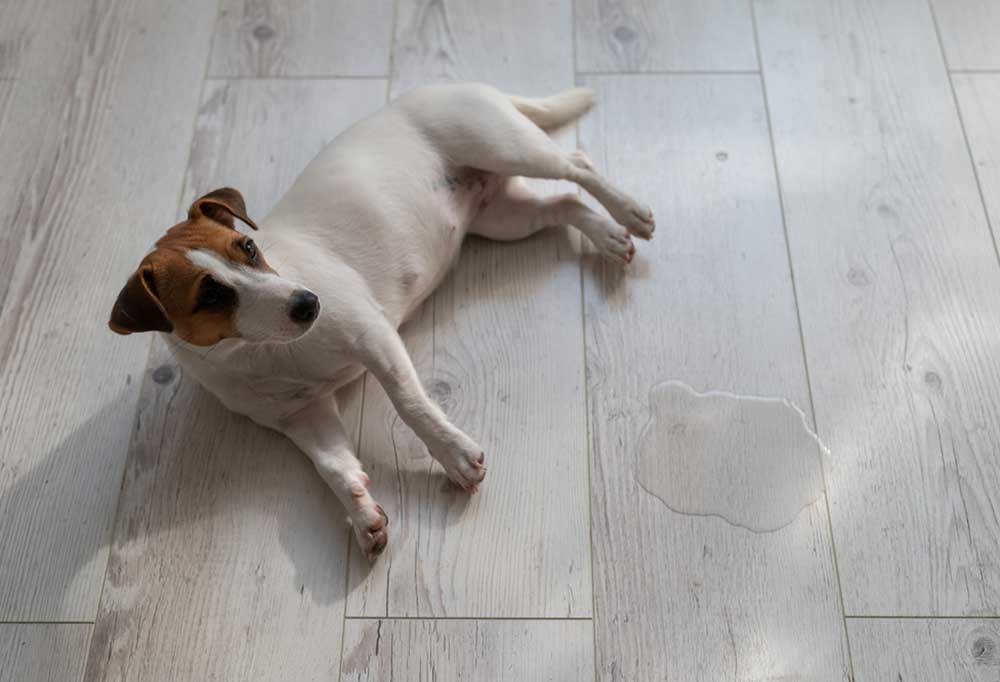 Do Puppies Pee In The House For Attention