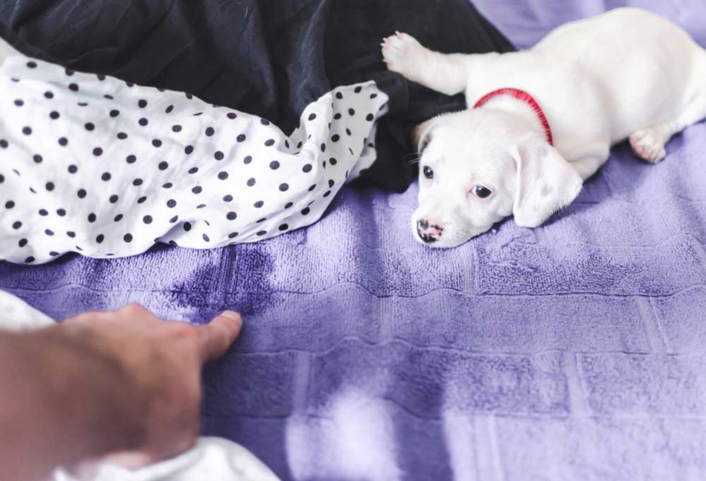 Help! My Dog Keeps Peeing on My Bed