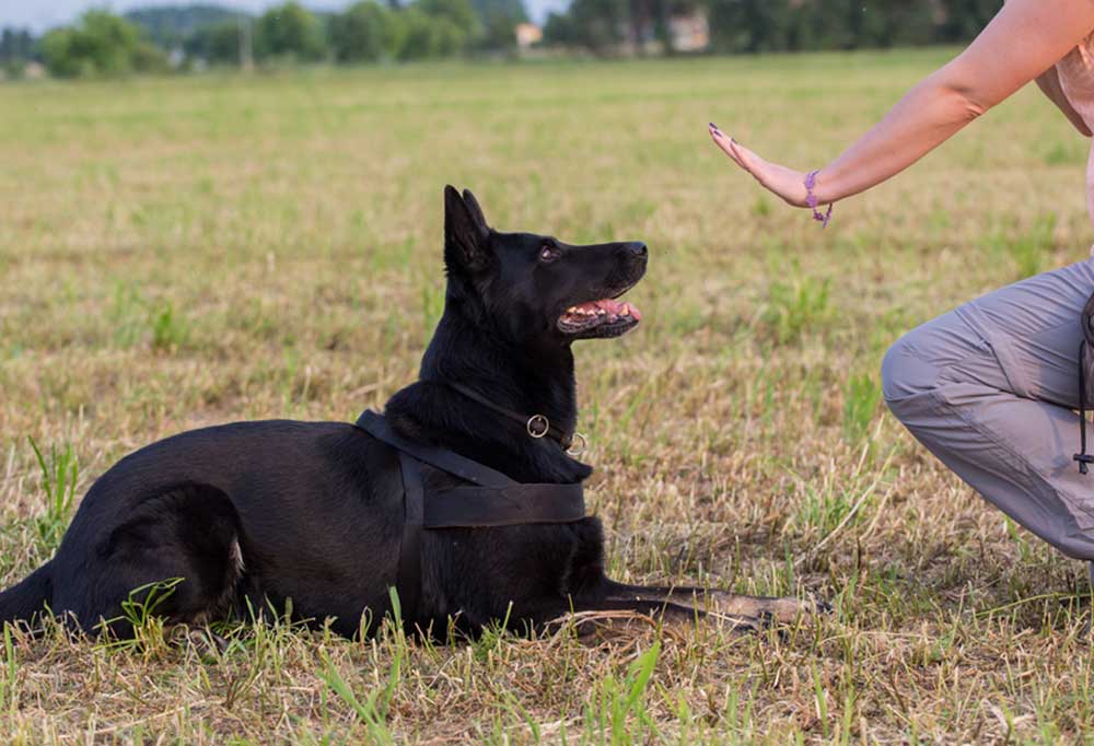 German Police Dog Commands