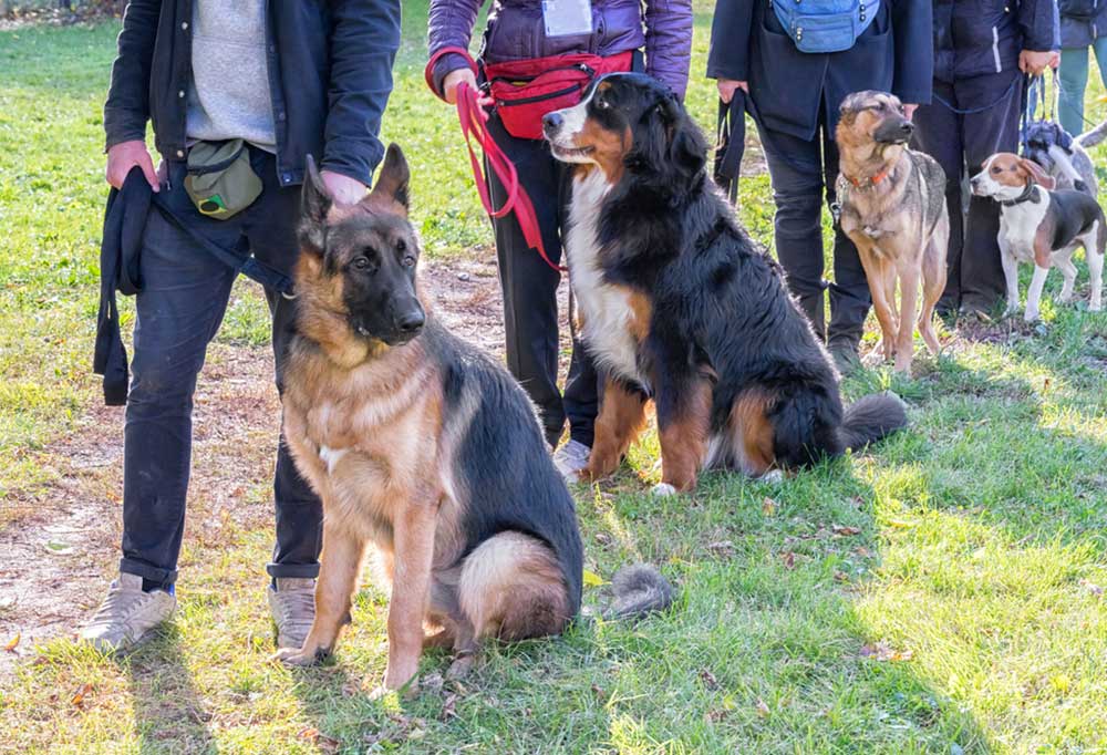 How to Learn to Be a Dog Trainer