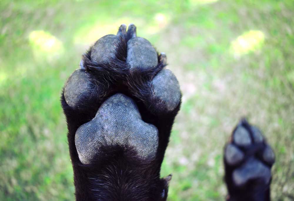 A Guide to Trimming Dew Claws