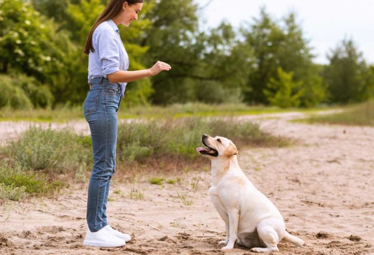 A Comprehensive List of Dog Commands and Hand Signals