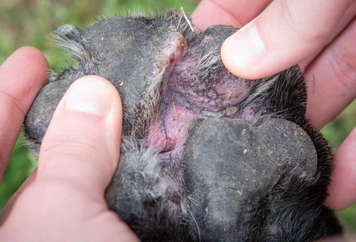 How Do I Treat My Dog's Infected Paw?