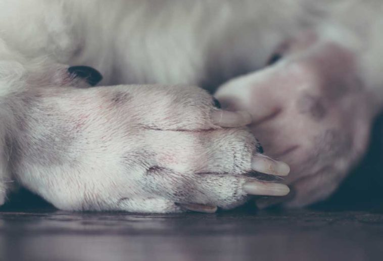 What You Need to Know About Dog Toenail Removal