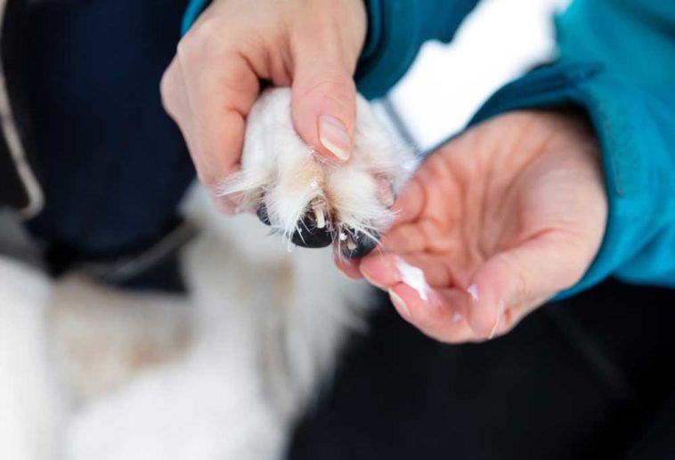 How to Soften a Dog's Paws
