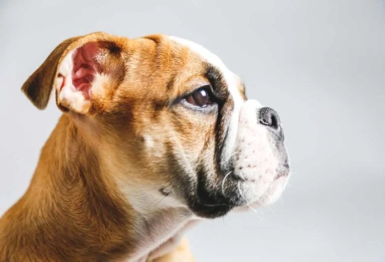 Help! My Old Dog Pees in Their Sleep