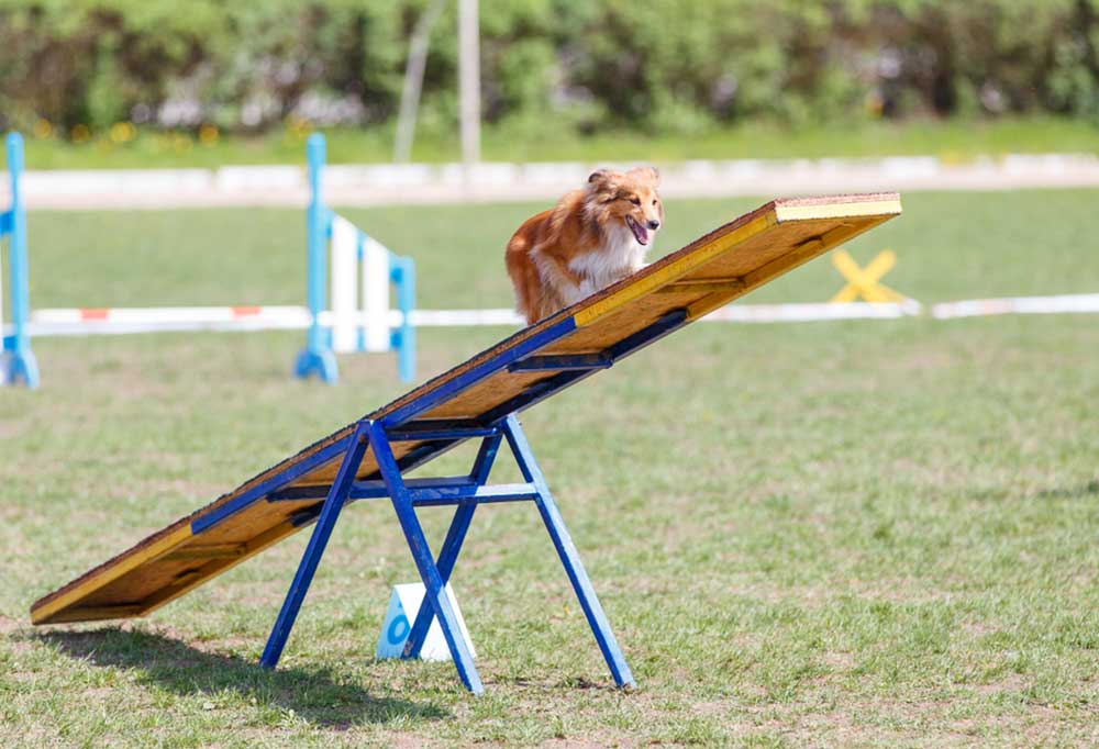 How to Make a Dog Agility Course Out of Household Items 7 Different