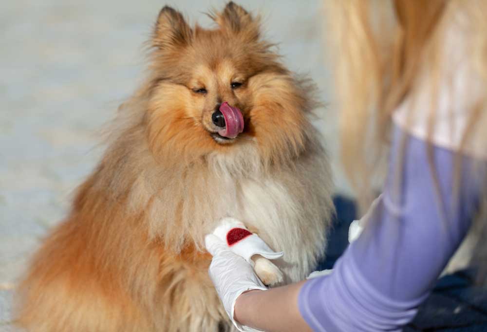 What Do I Do If My Dogs Dew Claw Is Bleeding