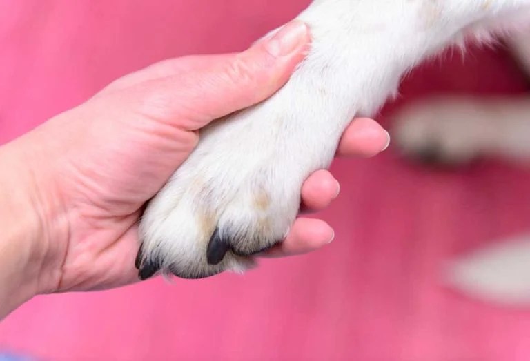 Help! My Dog Has a Swollen Nail Bed