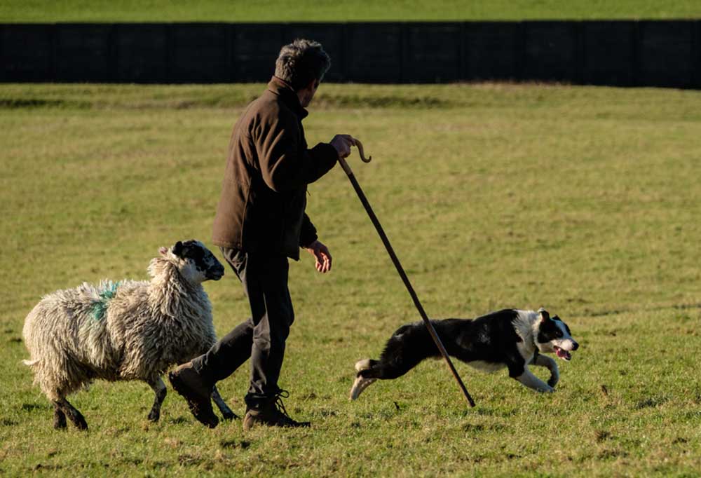 How To Train A Sheep Herding Dog