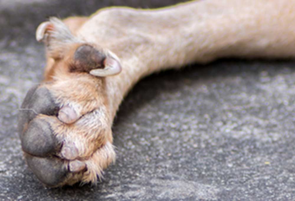 When Should Lab Puppies Dew Claws Be Removed