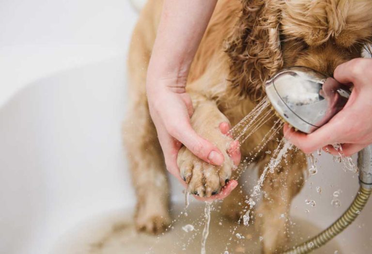 How Do I Treat My Dog Foot Fungus?