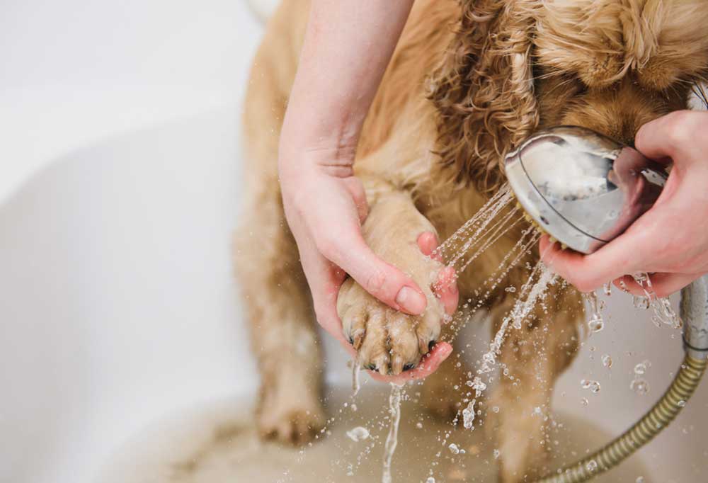 How Do I Treat My Dog Foot Fungus?