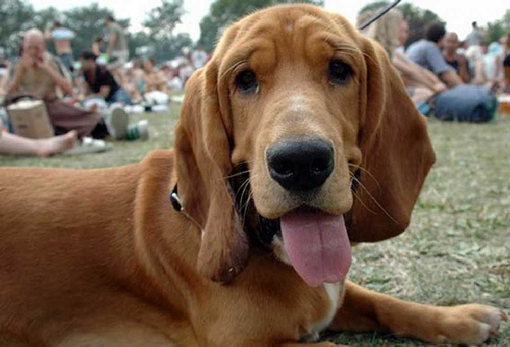 Why Does My Dogs Breath Smell?