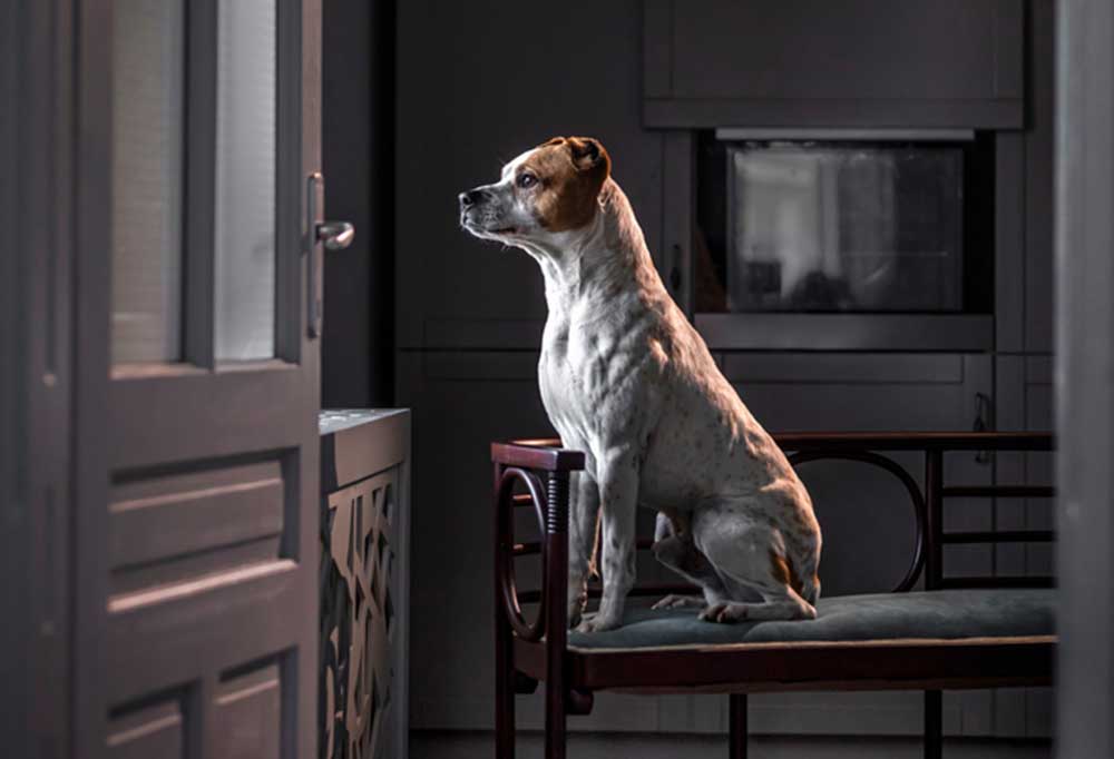 Help! My Neighbor's Dog is Barking at Night