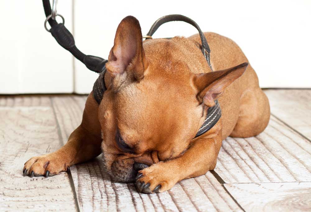 Is my dog peeing to get my attention? Simple and Effective Tips KeepingDog