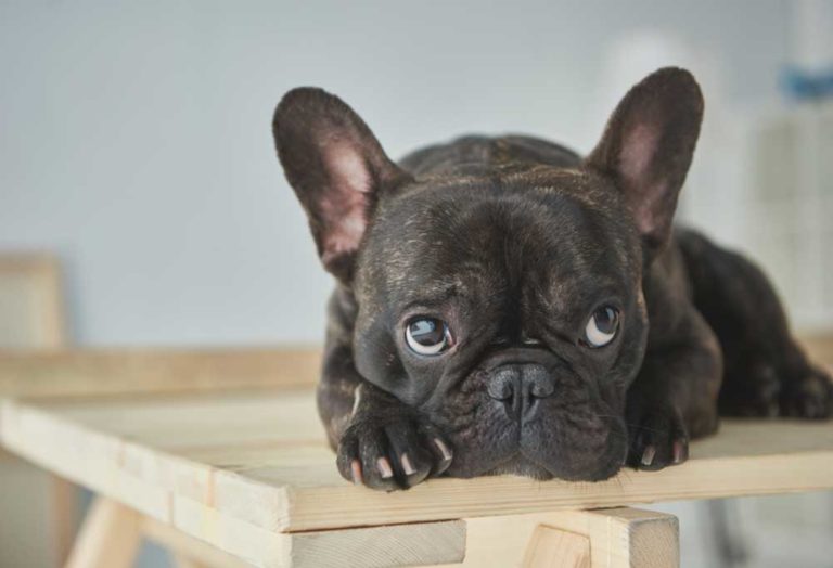 9 NonBarking Small Dogs