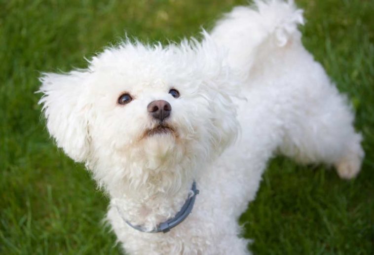 9 NonBarking Small Dogs