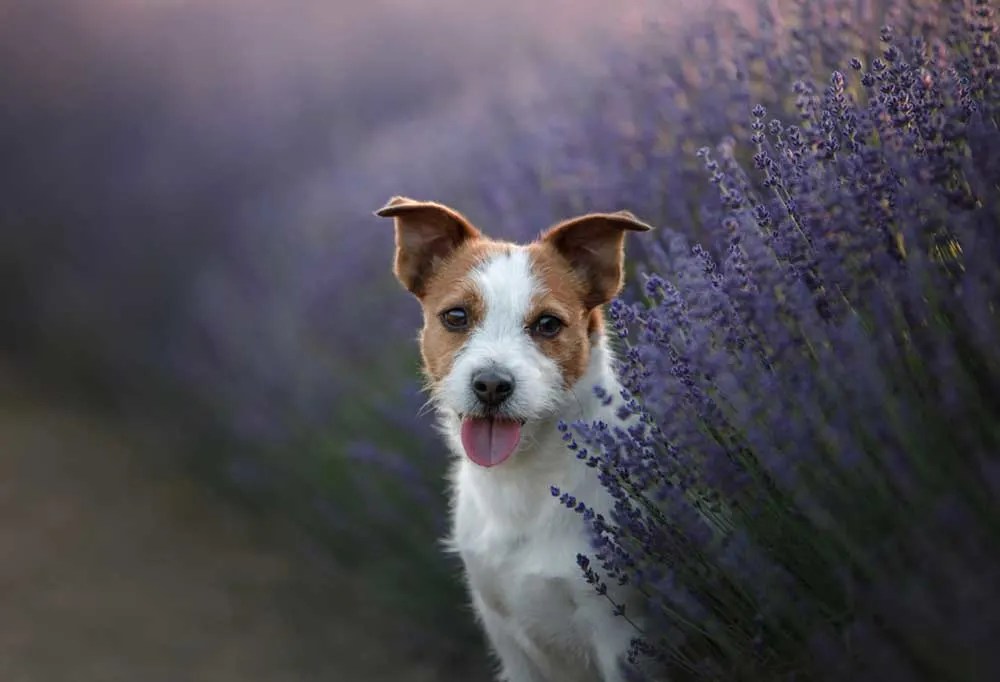 What does a Dog's HighPitched Bark Mean?