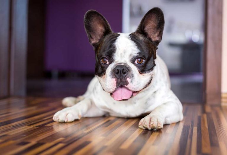 9 NonBarking Small Dogs