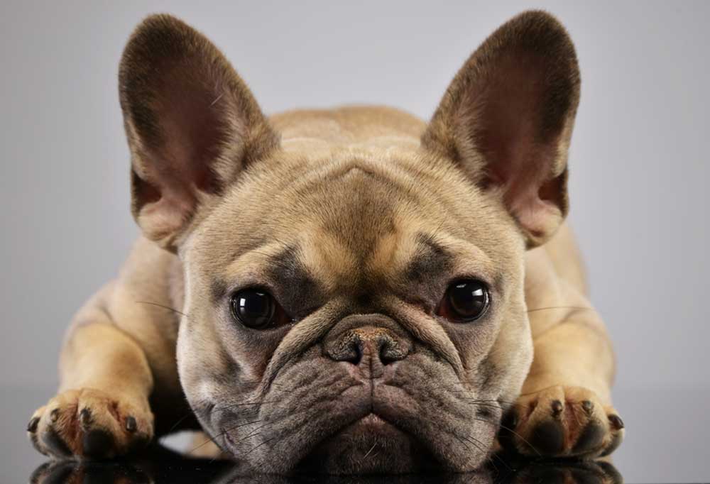Do French Bulldogs Bark?