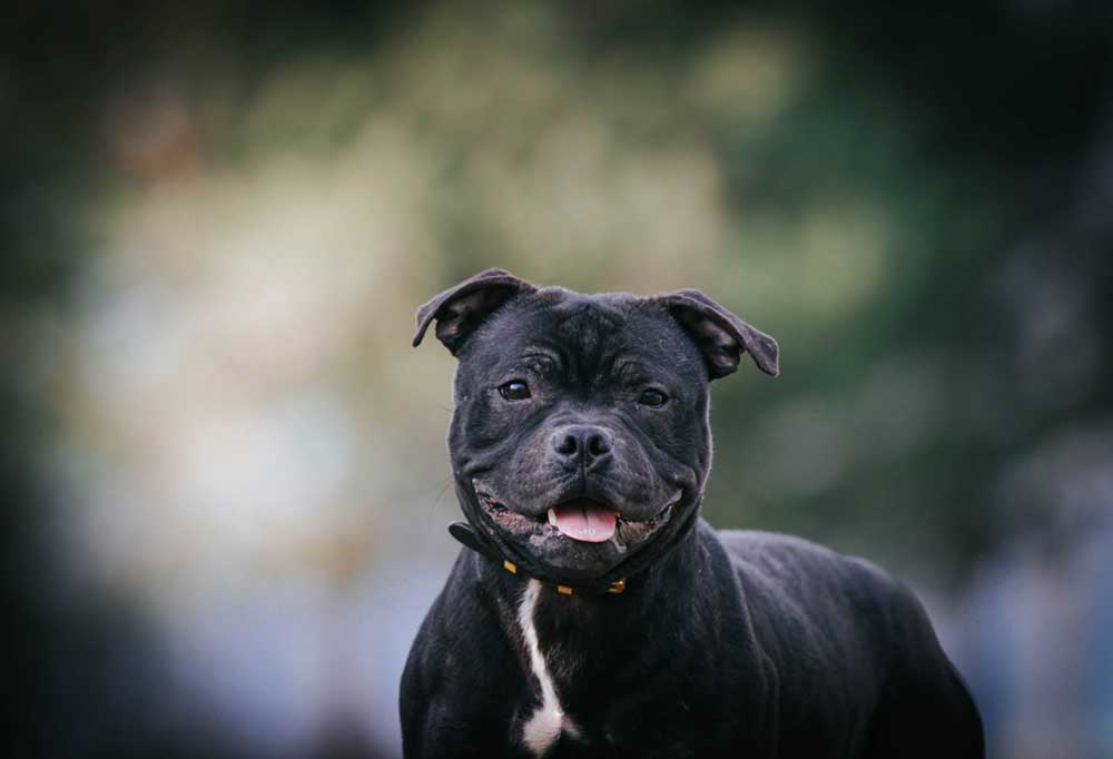 What does a Dog's HighPitched Bark Mean?