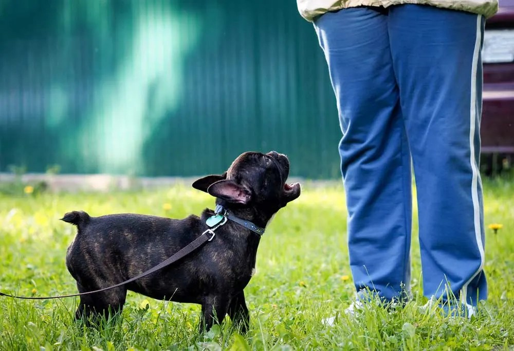 Are French Bulldogs Noisy Dogs