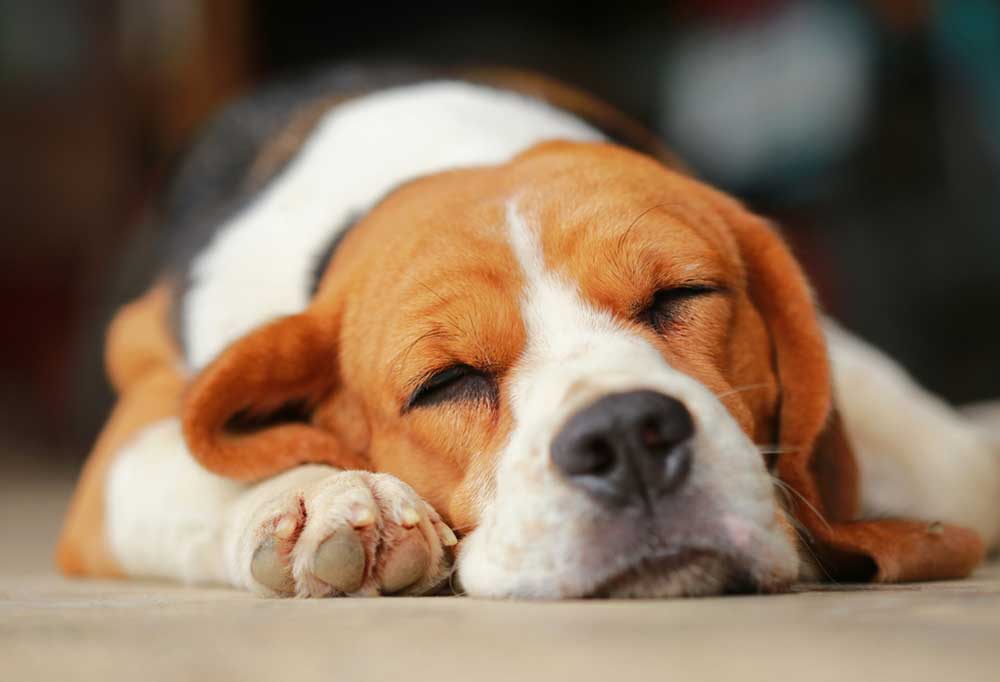 Help! My Dog is Barking While Sleeping