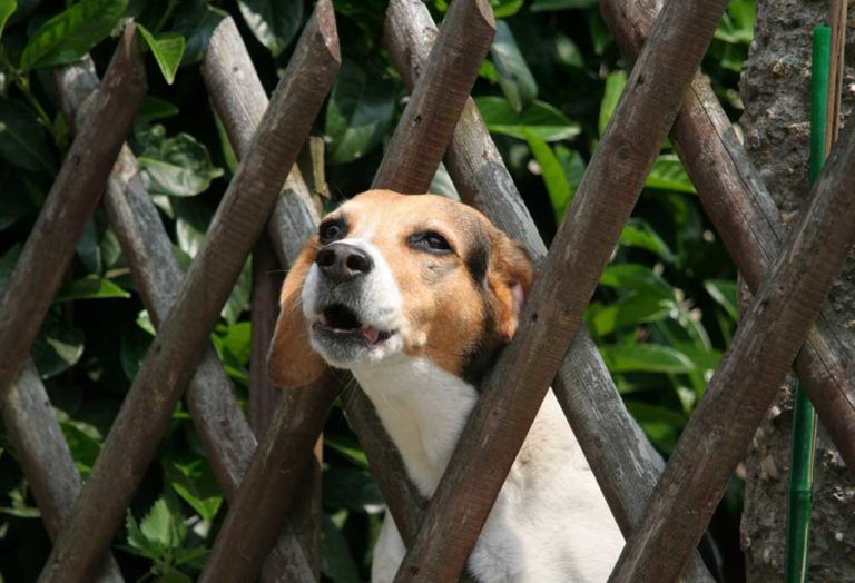 The Best Way to Get a Dog to Stop Barking