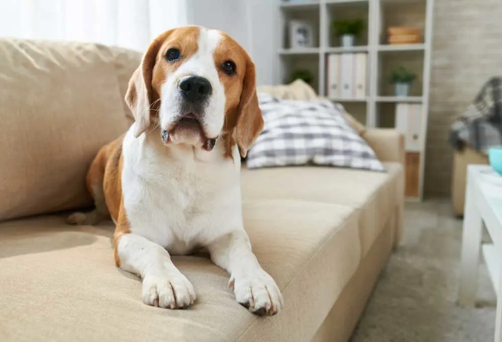 Why Does My Dog Keep Peeing On The Sofa