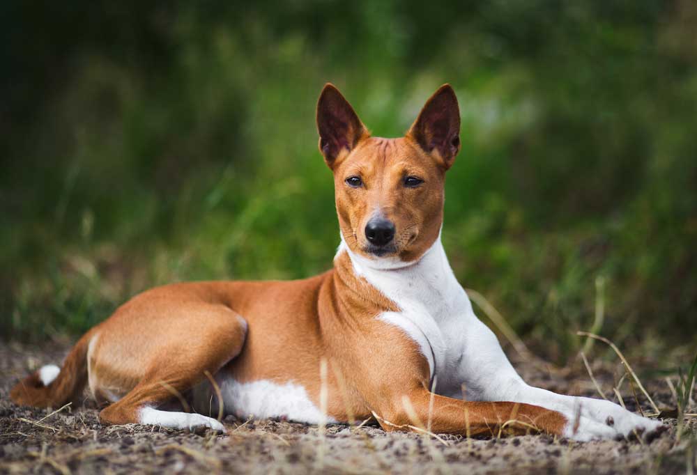 Do Basenji Dogs Bark?