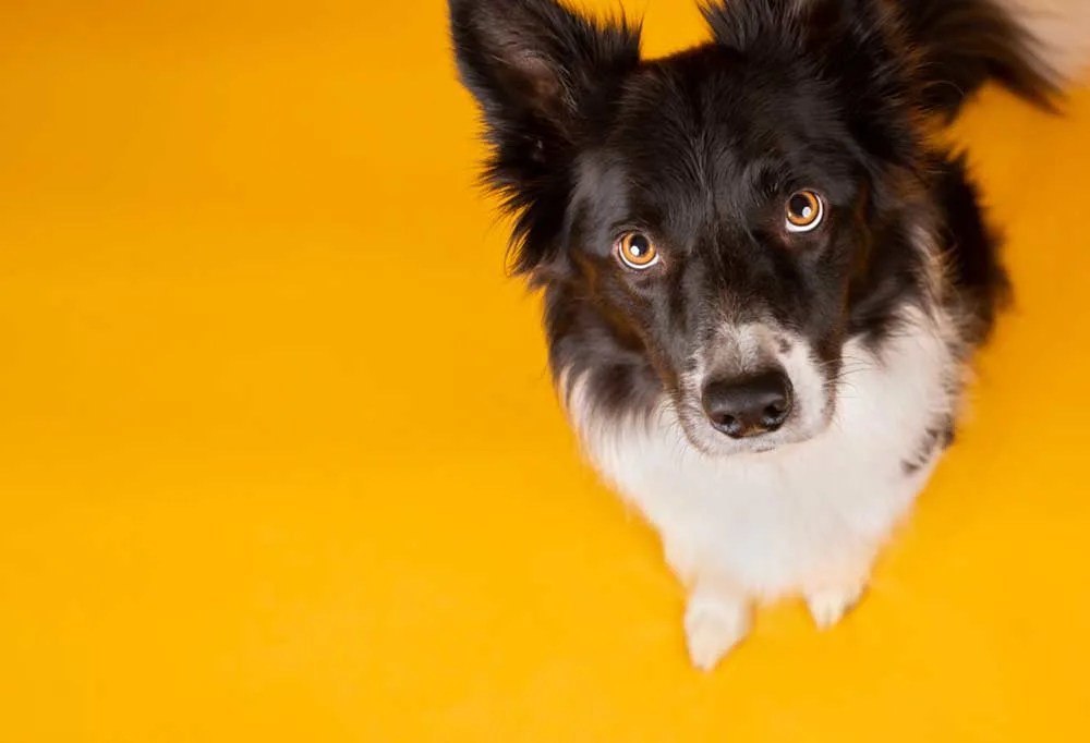 Why Is My Dogs Urine Bright Yellow