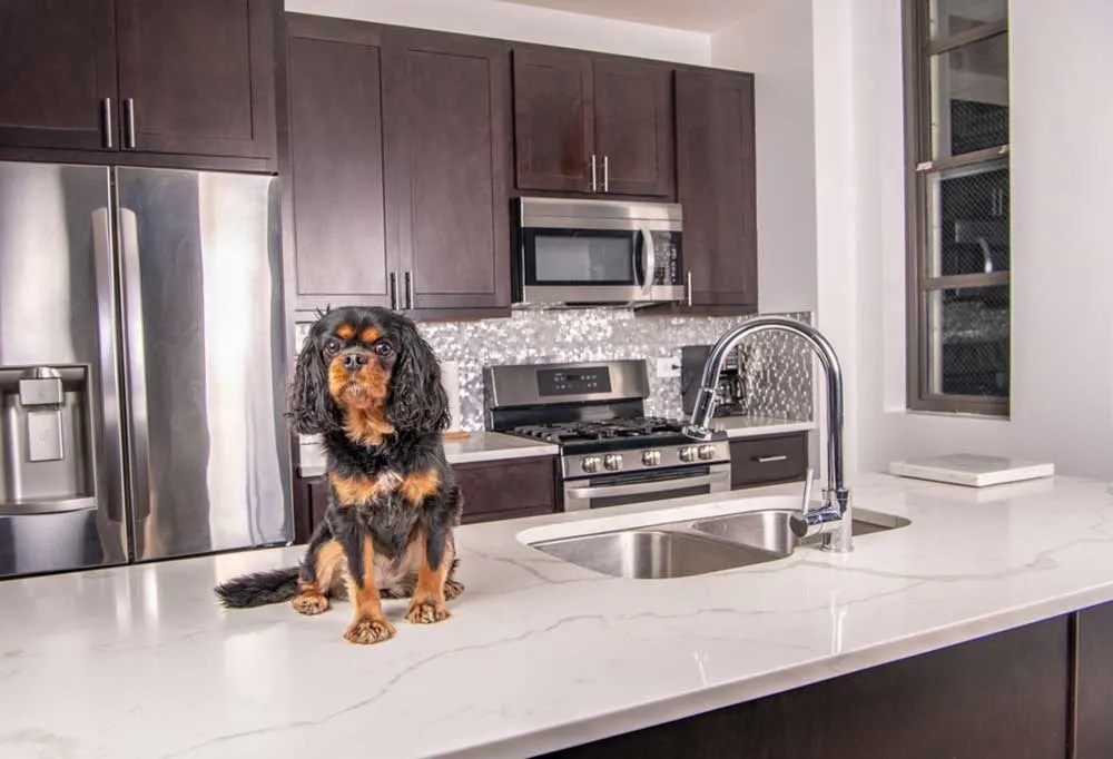 How To Get A Dog To Stop Jumping On Counters