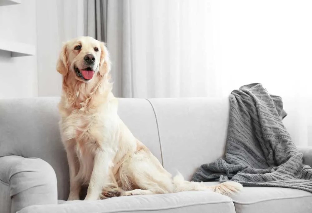 Help! My Dog Peed on the Sofa