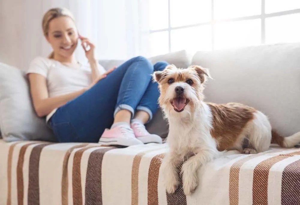 Help! My Dog Peed on the Sofa