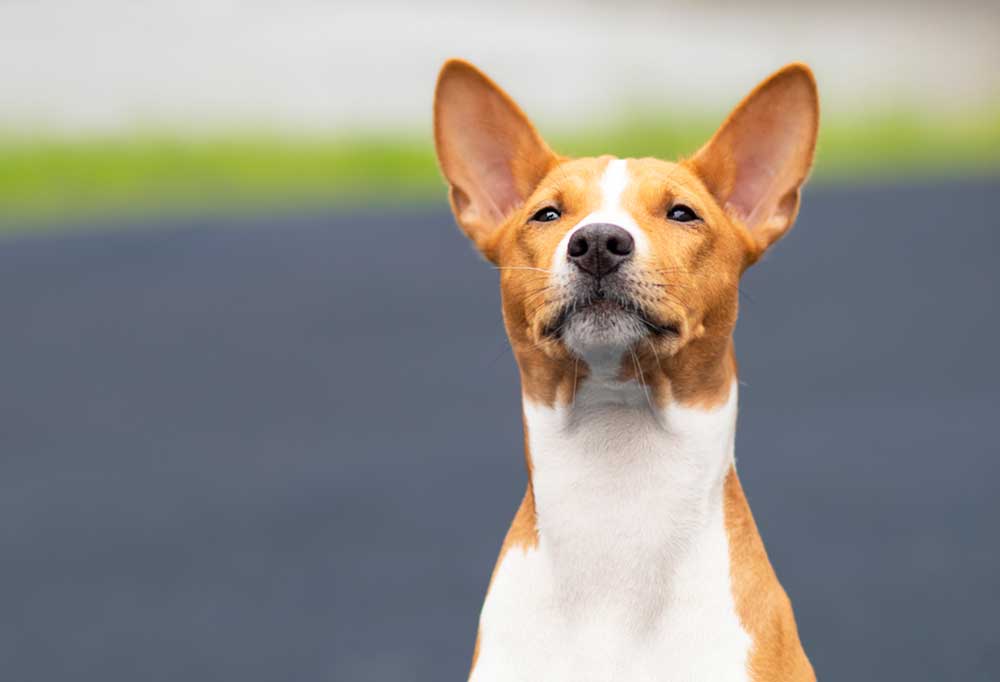 Do Basenji Dogs Bark?