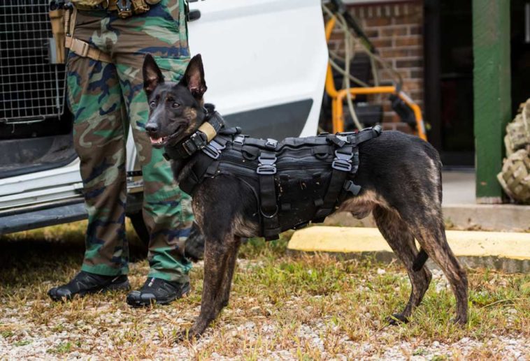 9 Dutch Police Dog Commands