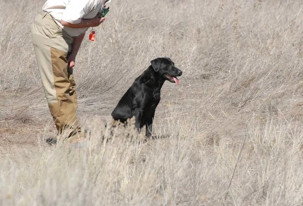 Hunting Dog Whistle Commands