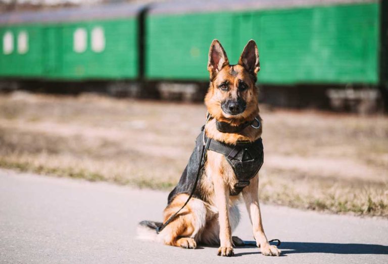 7 Military Dog Training Commands