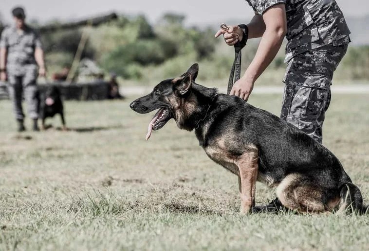 7 Military Dog Training Commands