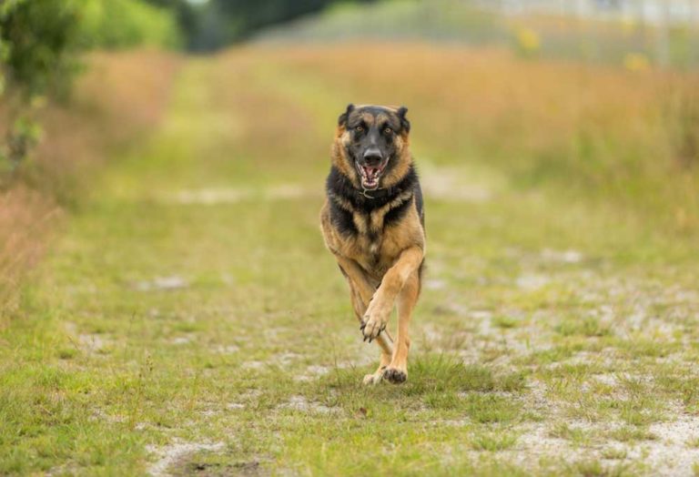 10 Guard Dog Commands