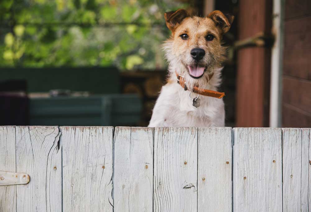 Training a Dog Not to Jump on Guests