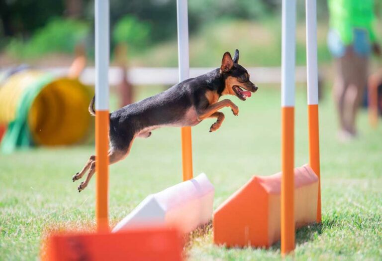 How to Prevent a Dog from Jumping Over a Gate