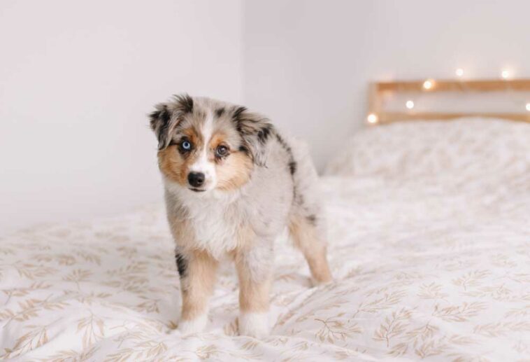 How to Keep a Dog from Jumping Off of a Bed?